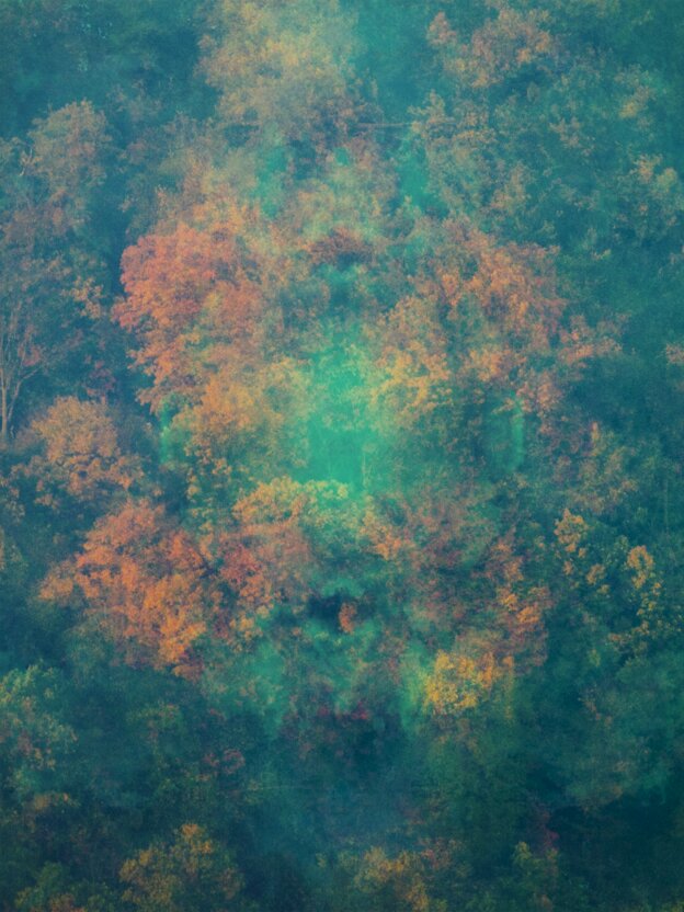Somewhat abstracted forest