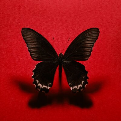 A butterfly against a red background