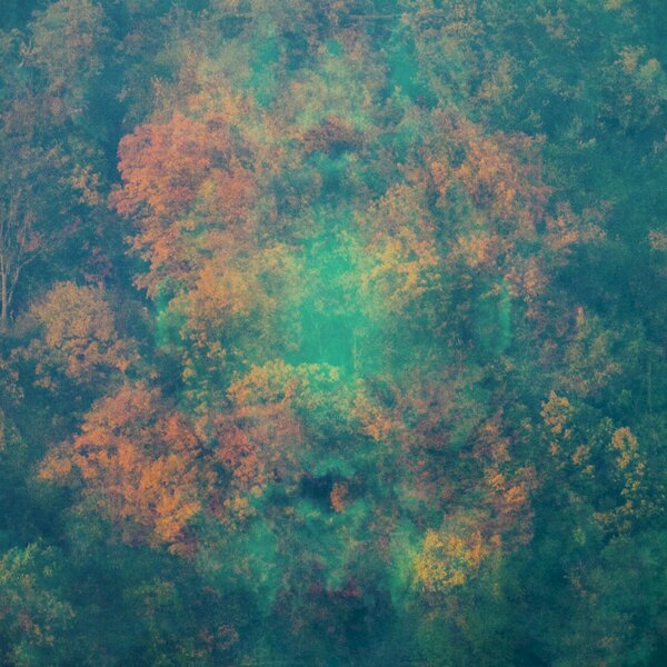 Somewhat abstracted forest
