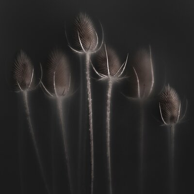 Ghostly looking thistles