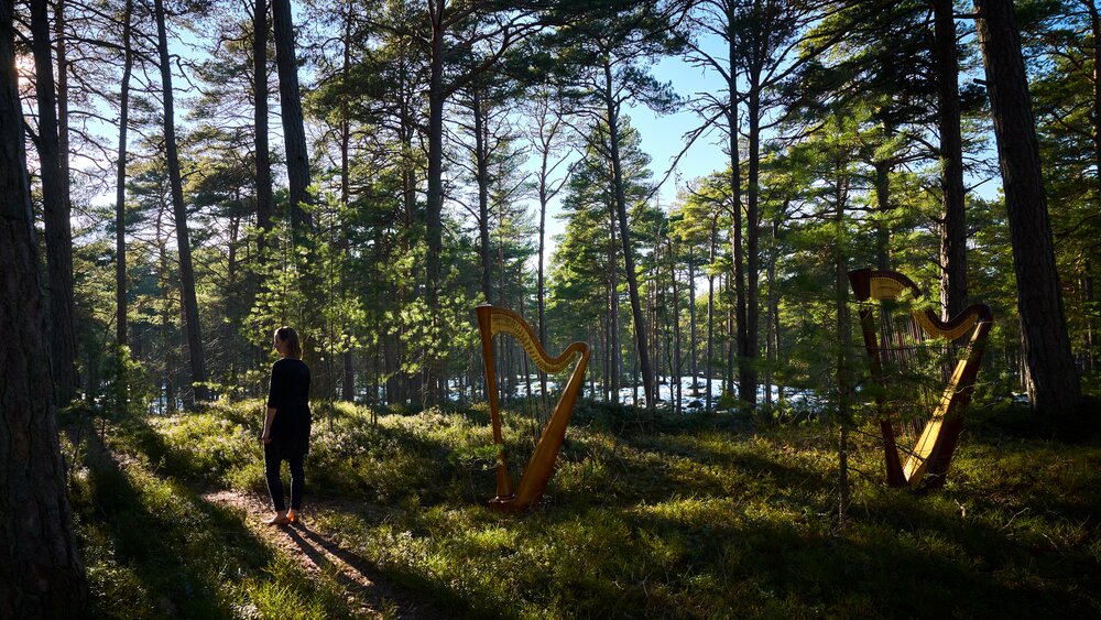 The woods in Estonia near the Arvo Pärt Centre. Photo by Kaupo Kikkas.